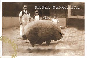 Kauza mangalica