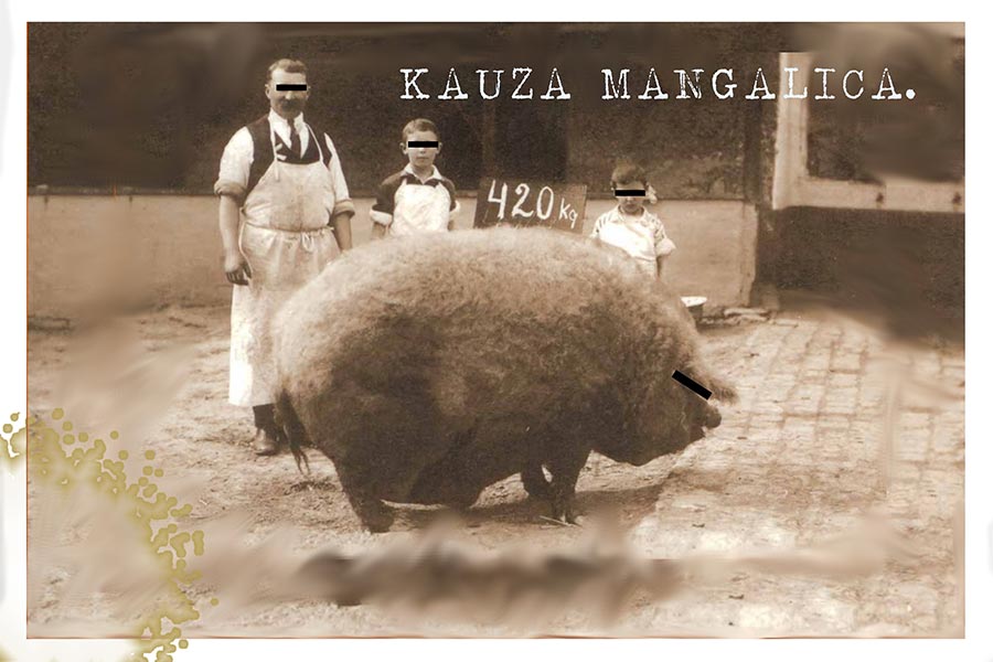 Kauza mangalica